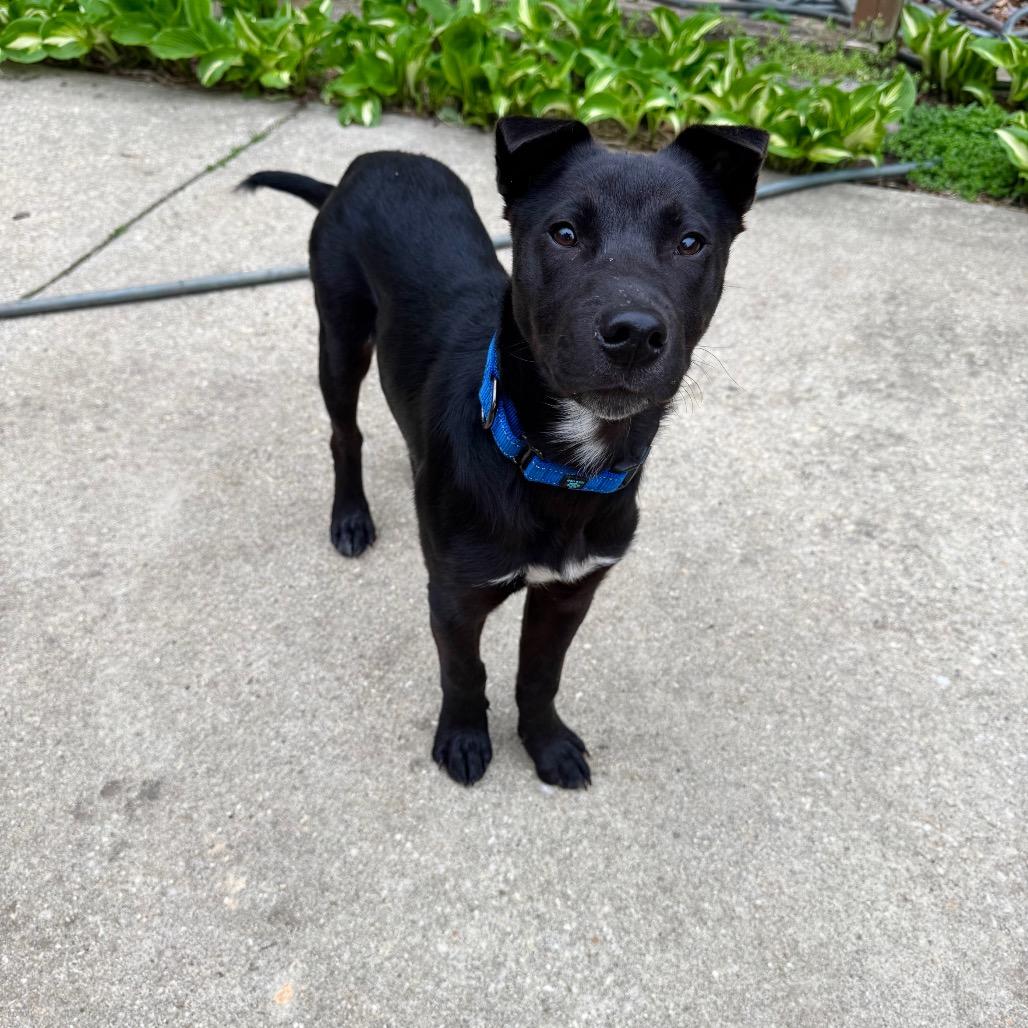Enlarge Bear, a Adoptable mixed breed in Chantilly, VA image 1/6