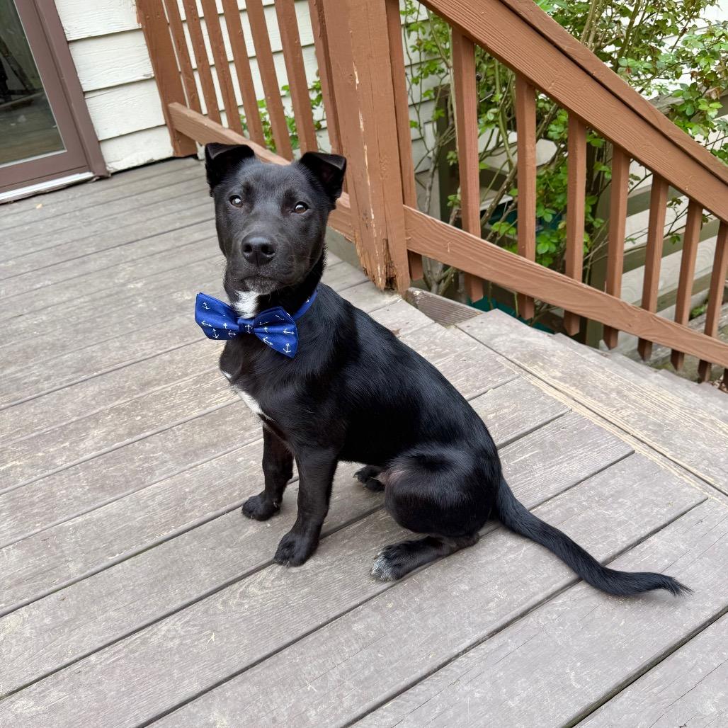 Enlarge Bear, a Adoptable mixed breed in Chantilly, VA image 2/6