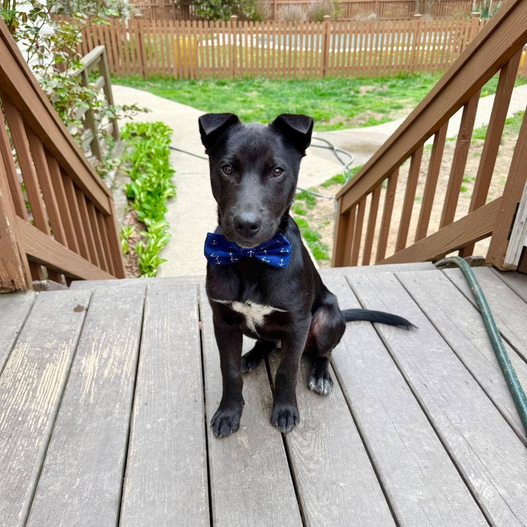 Enlarge Bear, a Adoptable mixed breed in Chantilly, VA image 4/6