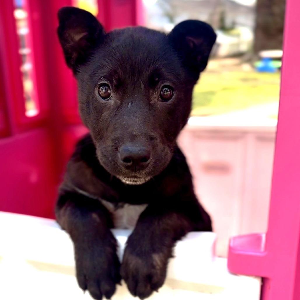 Enlarge Bear, a Adoptable mixed breed in Chantilly, VA image 5/6