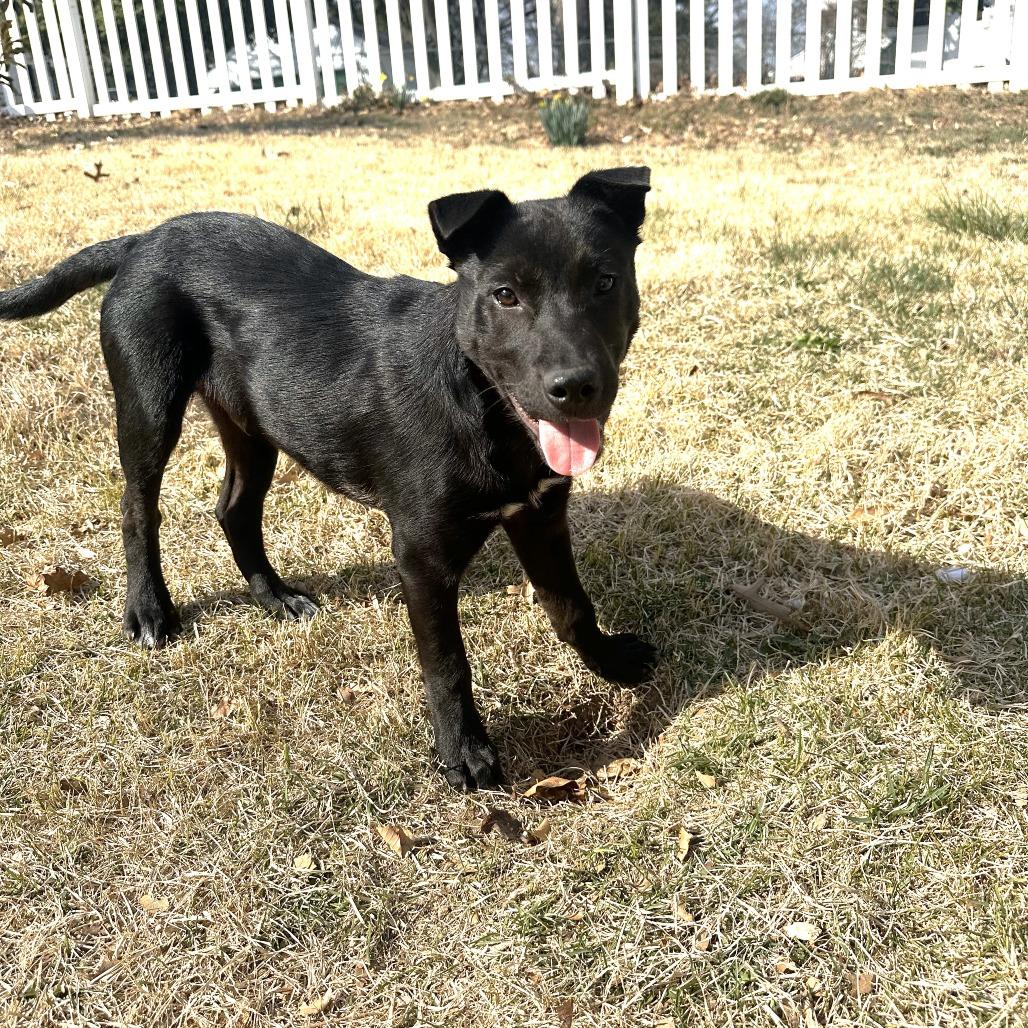 Enlarge Bear, a Adoptable mixed breed in Chantilly, VA image 6/6