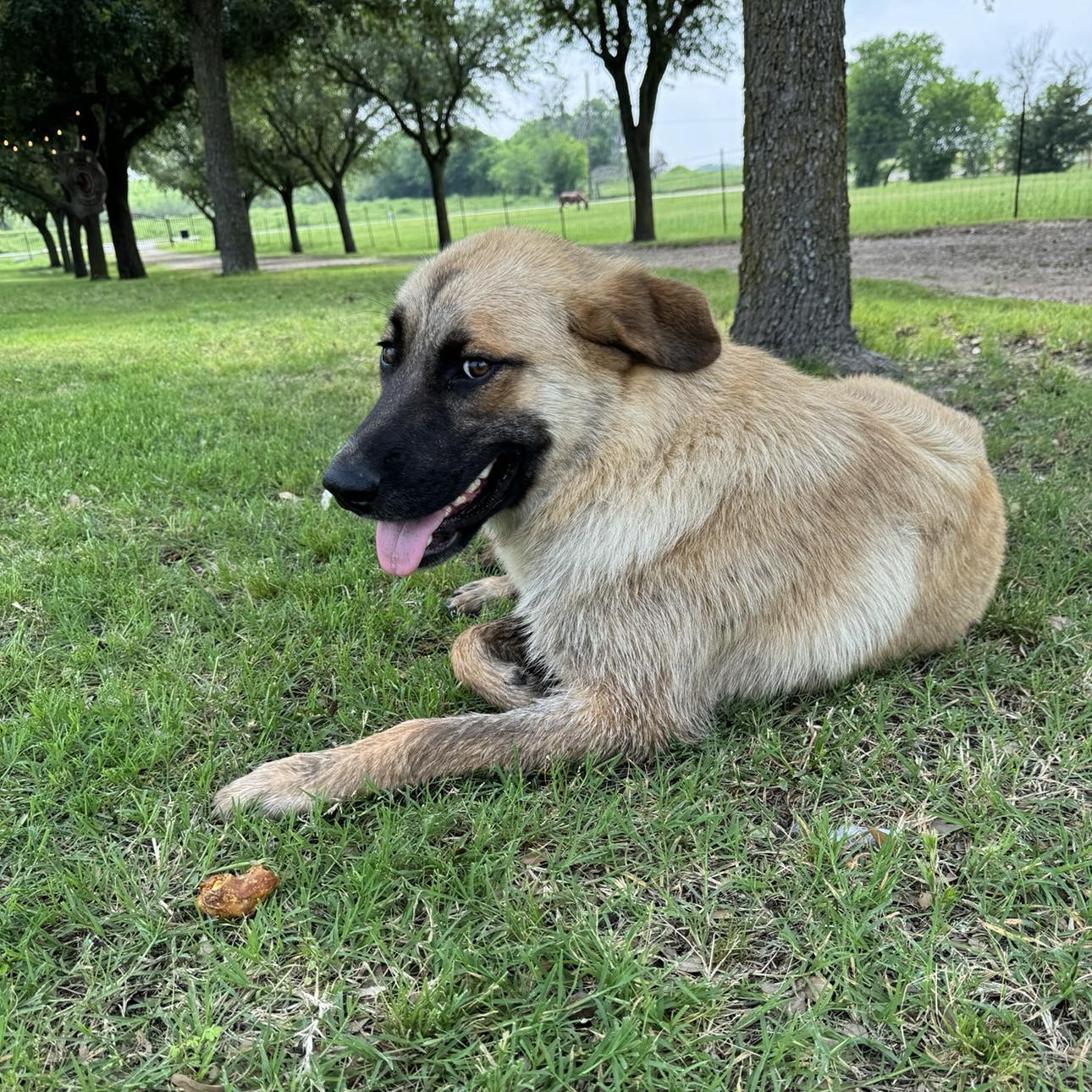 Our Dogs A Second Chance for Ziva