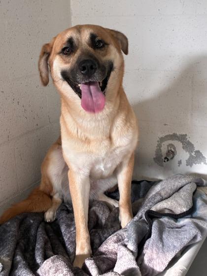 Enlarge Sadie Hawkins, a Adoptable mixed breed in Gainesville, FL image 2/3