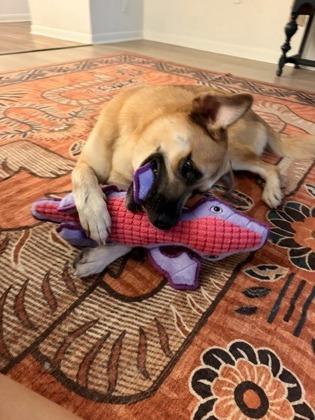 Enlarge Sadie Hawkins, a Adoptable mixed breed in Gainesville, FL image 3/3