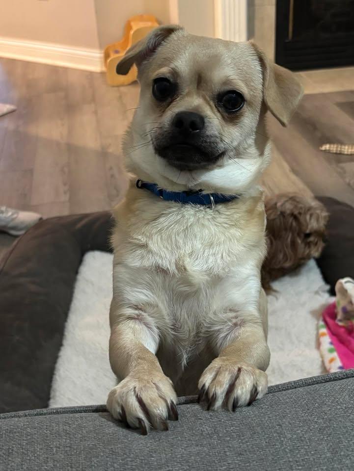 Wyatt, an adopted mixed breed in Lexington, KY image 1/3