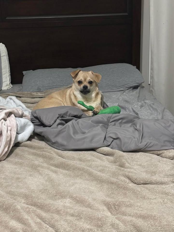 Wyatt, an adopted mixed breed in Lexington, KY image 2/3