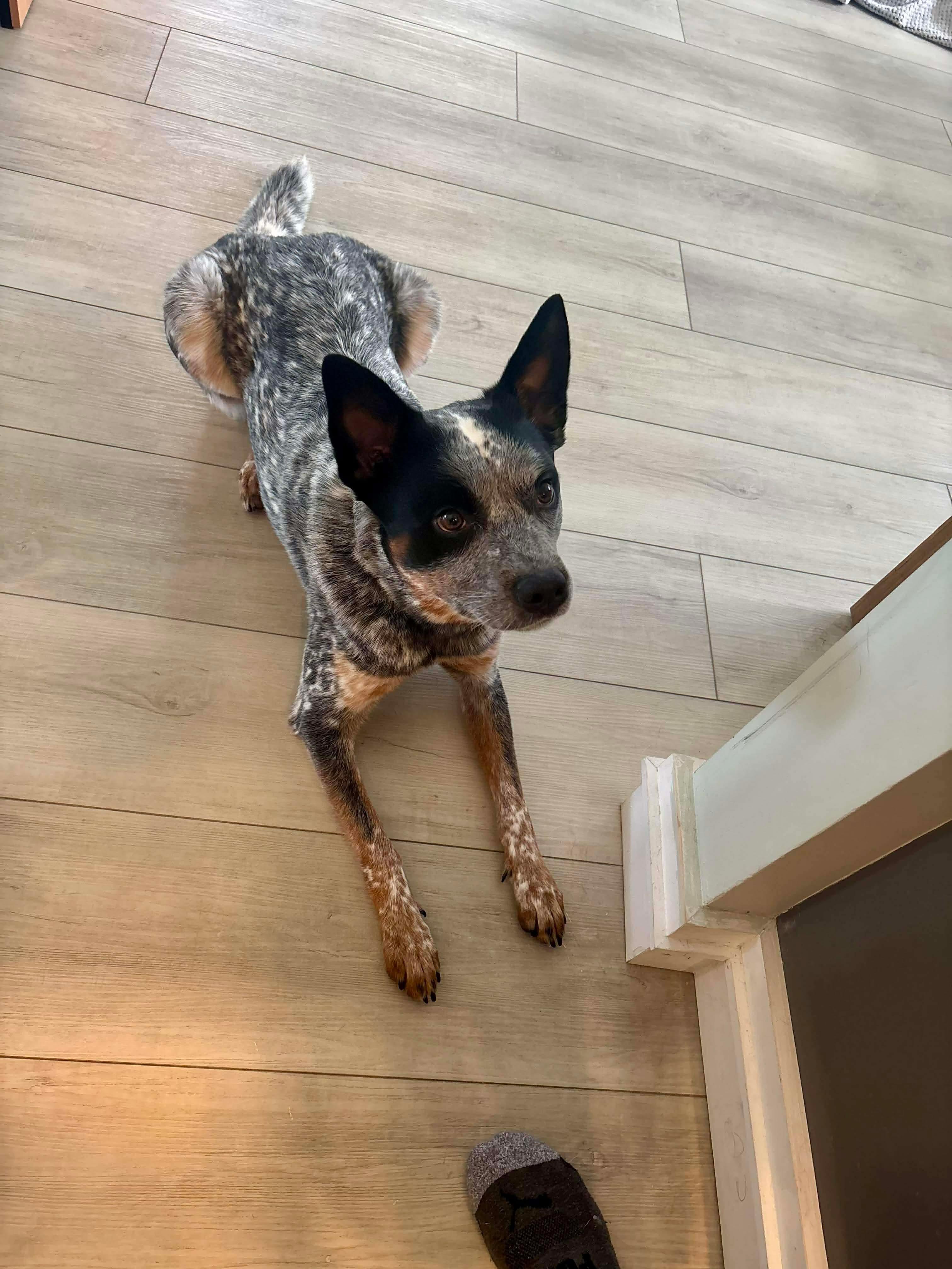 Enlarge Moby (Foster or Adopter Needed!), a Adoptable mixed breed in Westwood, NJ image 4/5
