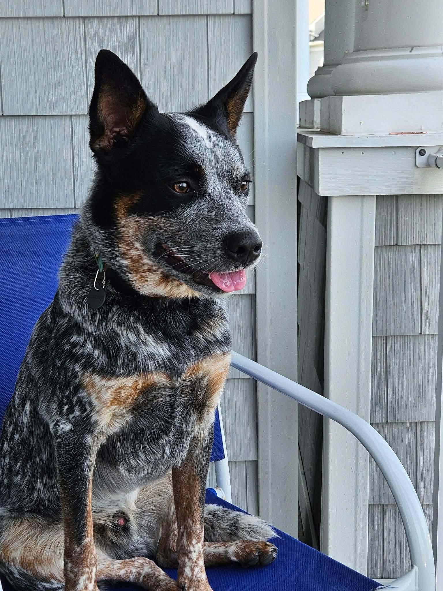 Enlarge Moby (Foster or Adopter Needed!), a Adoptable mixed breed in Westwood, NJ image 3/5