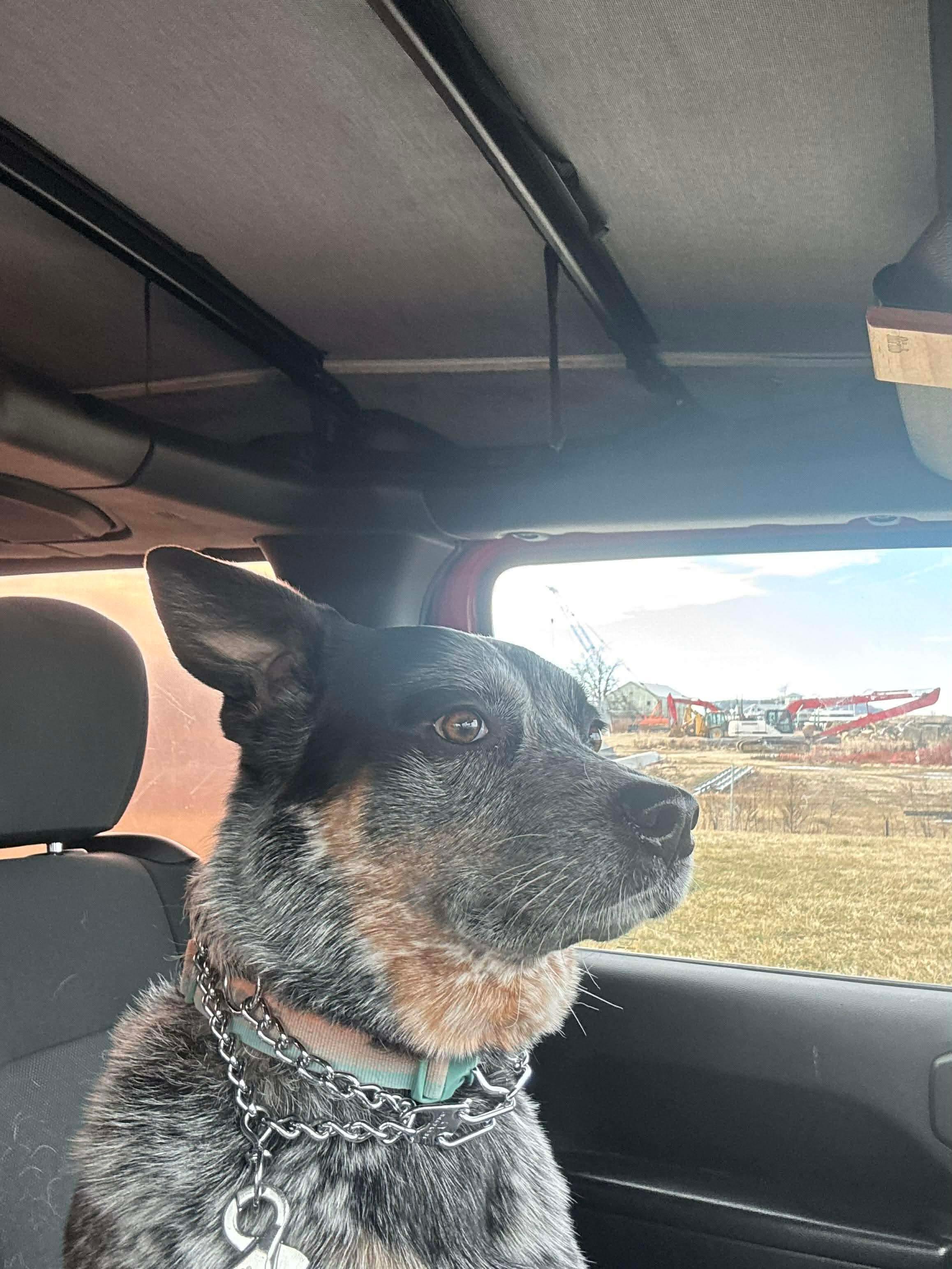 Enlarge Moby (Foster or Adopter Needed!), a Adoptable mixed breed in Westwood, NJ image 5/5