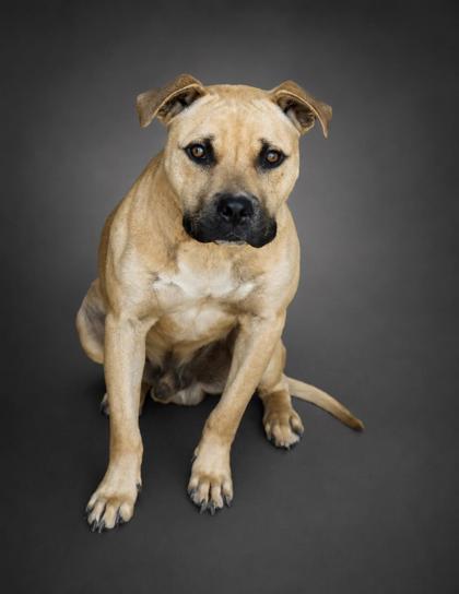 Enlarge Karma, a Adoptable mixed breed in Bowling Green, KY image 1/2
