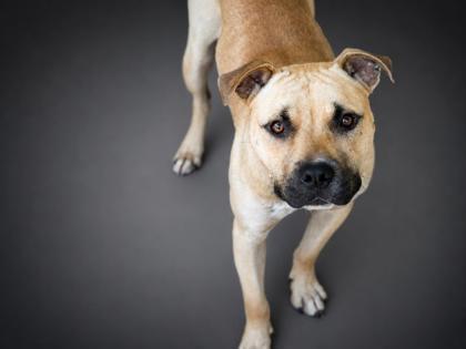 Enlarge Karma, a Adoptable mixed breed in Bowling Green, KY image 2/2