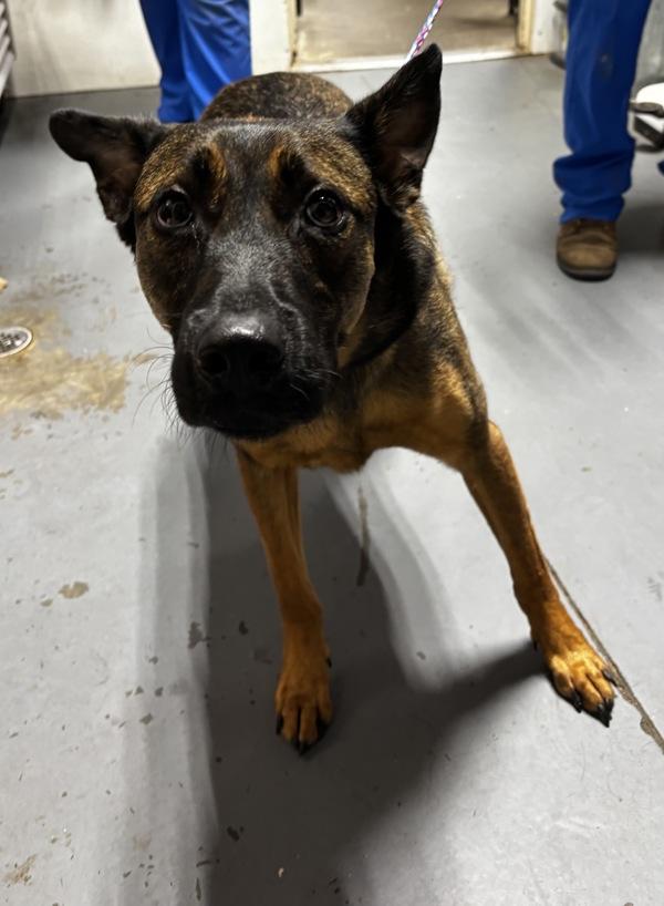 26-07-1925 Ryan, Adoptable, Adult Male German Shepherd Dog.
