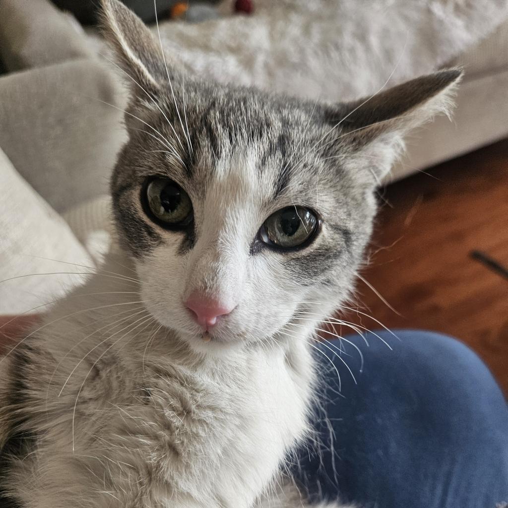 Ember, Adoptable, Adult Female Domestic Short Hair.