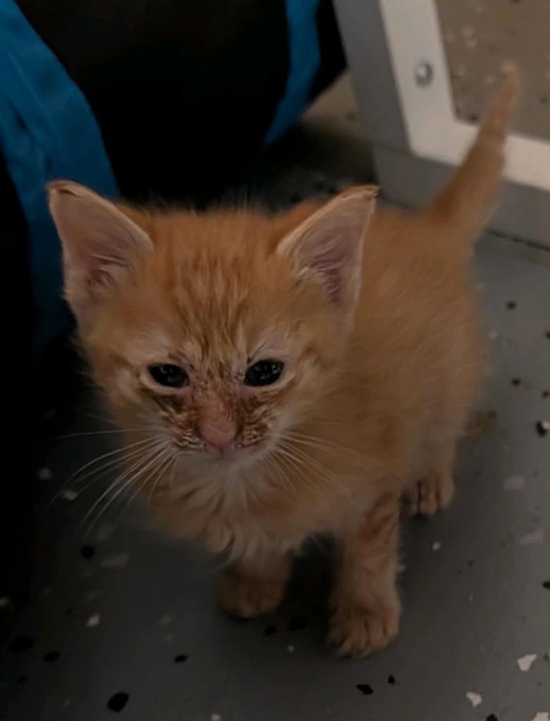 Yuna, Adoptable, Kitten Female Domestic Short Hair.