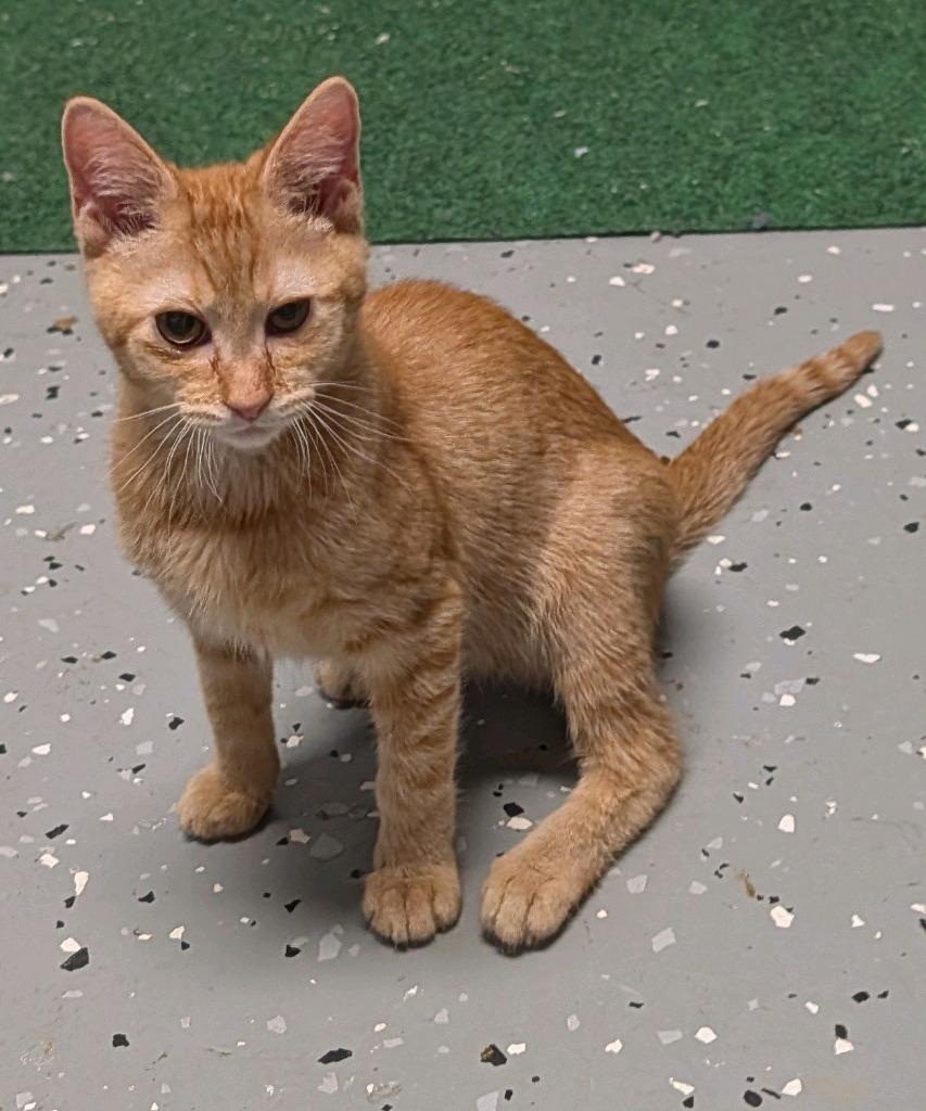 Yuna, a Adoptable mixed breed in Johnson City, TN image 2/6