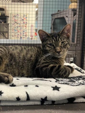 Jagger, adopted, Kitten Male Domestic Short Hair.