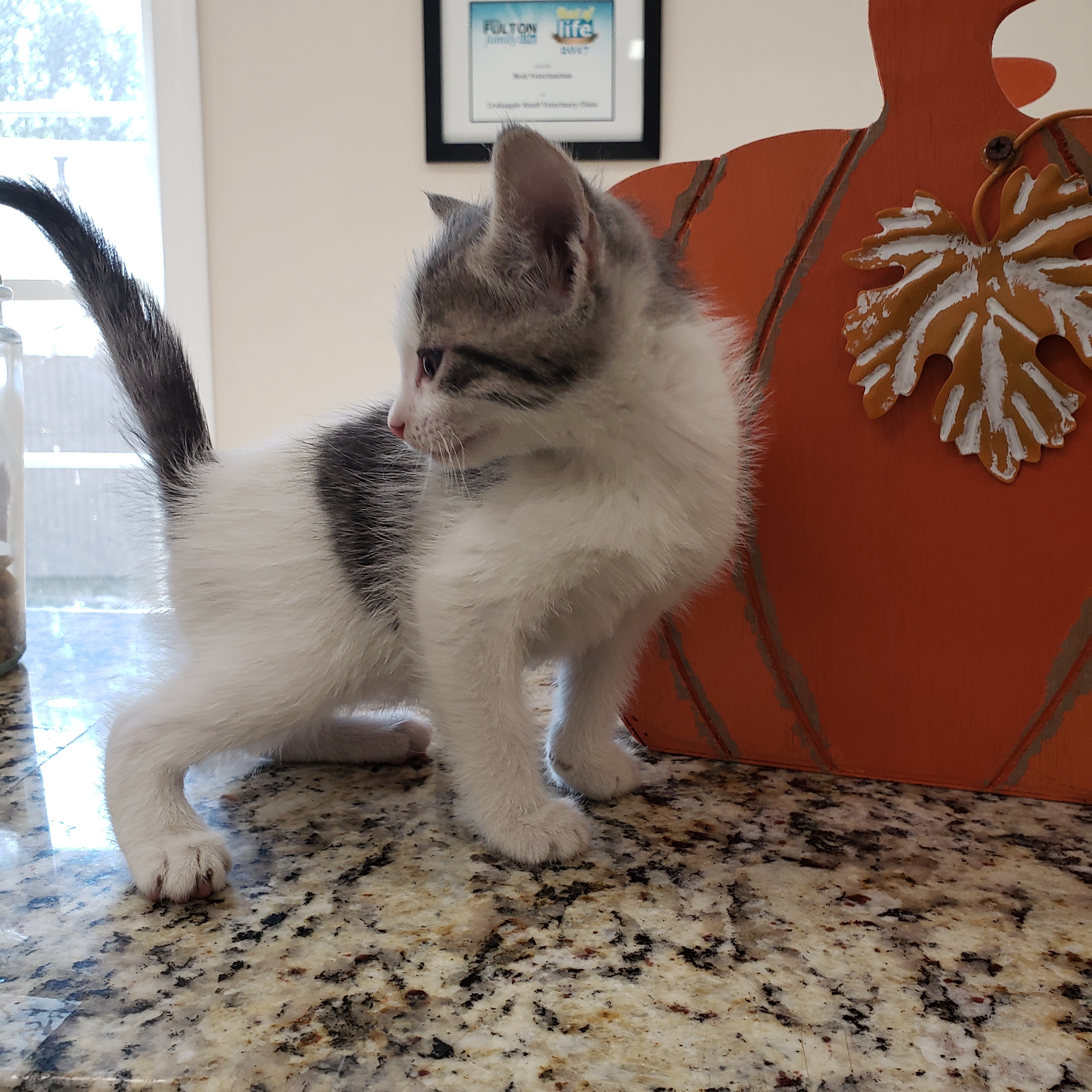 Cat for adoption KITTENS Brownie, Chip, Cookie, a Domestic Short