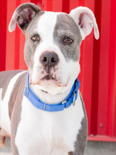 Enlarge RAISIN, a Adoptable Pit Bull Terrier in Tracy, CA image 1/1
