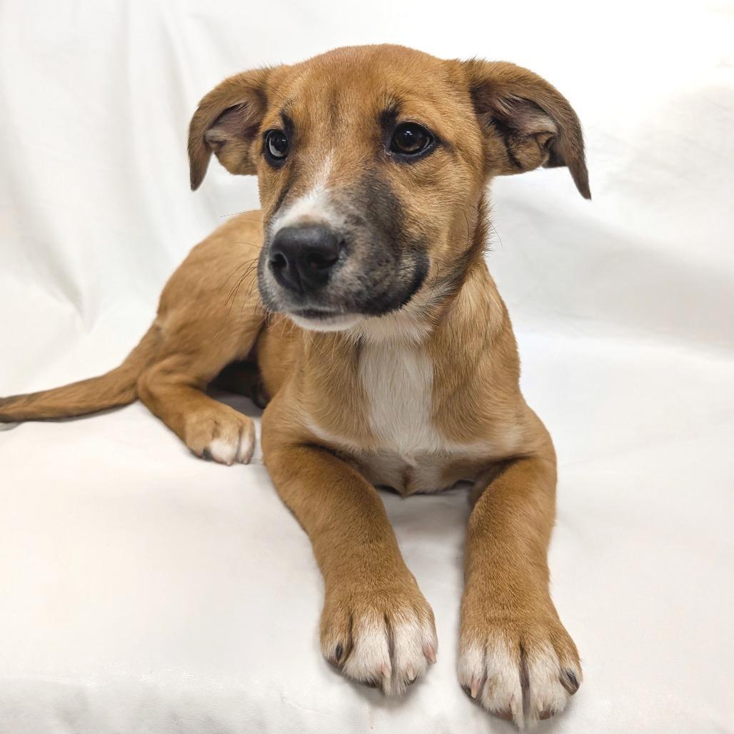 Enlarge 35 (2026) Sophie, a Adoptable Shepherd in Parker, CO image 2/2