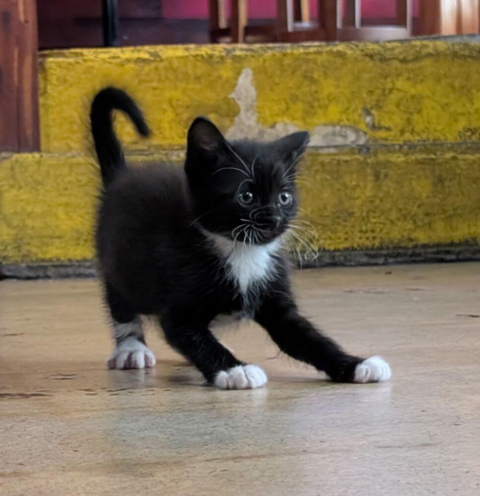Rojo, Adoptable, Kitten Male Domestic Short Hair.