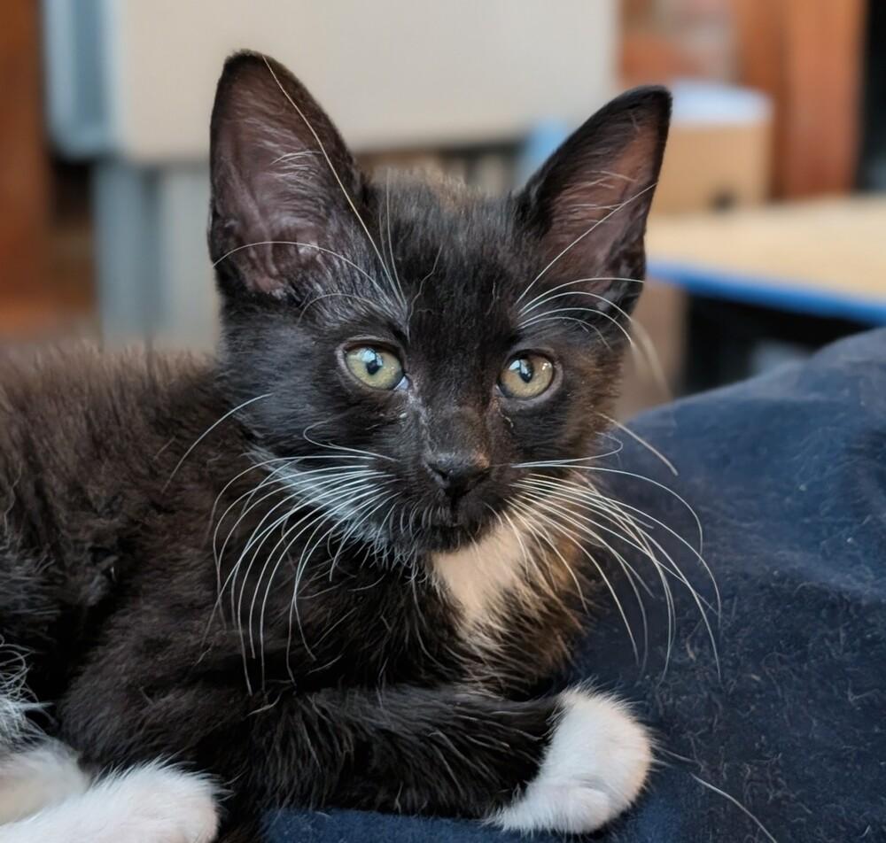 Rojo, a Adoptable Domestic Short Hair in Statesville, NC image 3/3