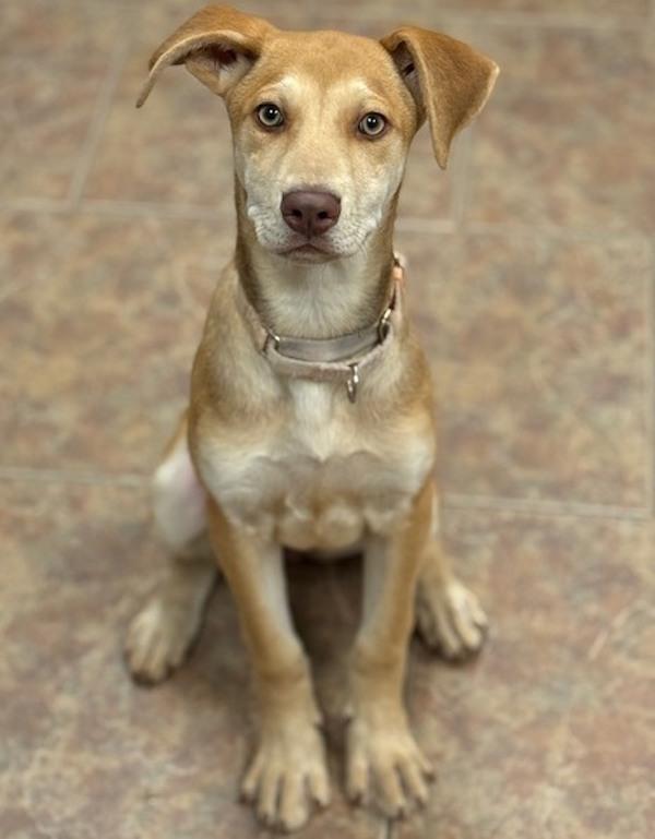 Enlarge Katina, a Adoptable mixed breed in Littleton, CO image 1/1
