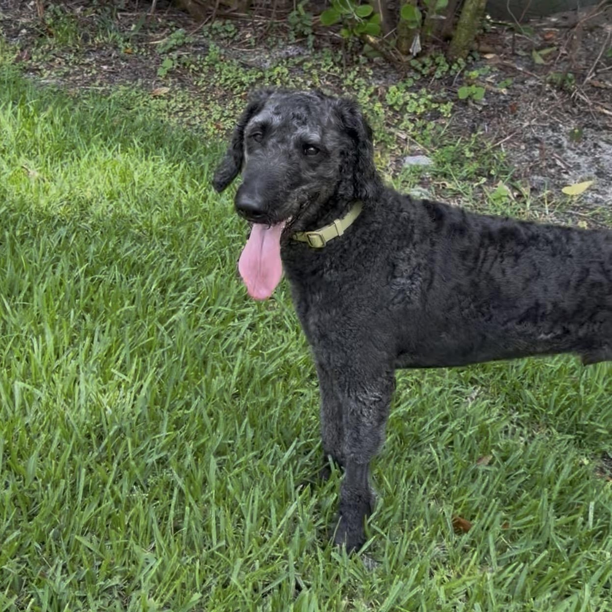 Enlarge KYRO-FLORIDA, a Adoptable Labradoodle in Hobe Sound, FL image 4/6