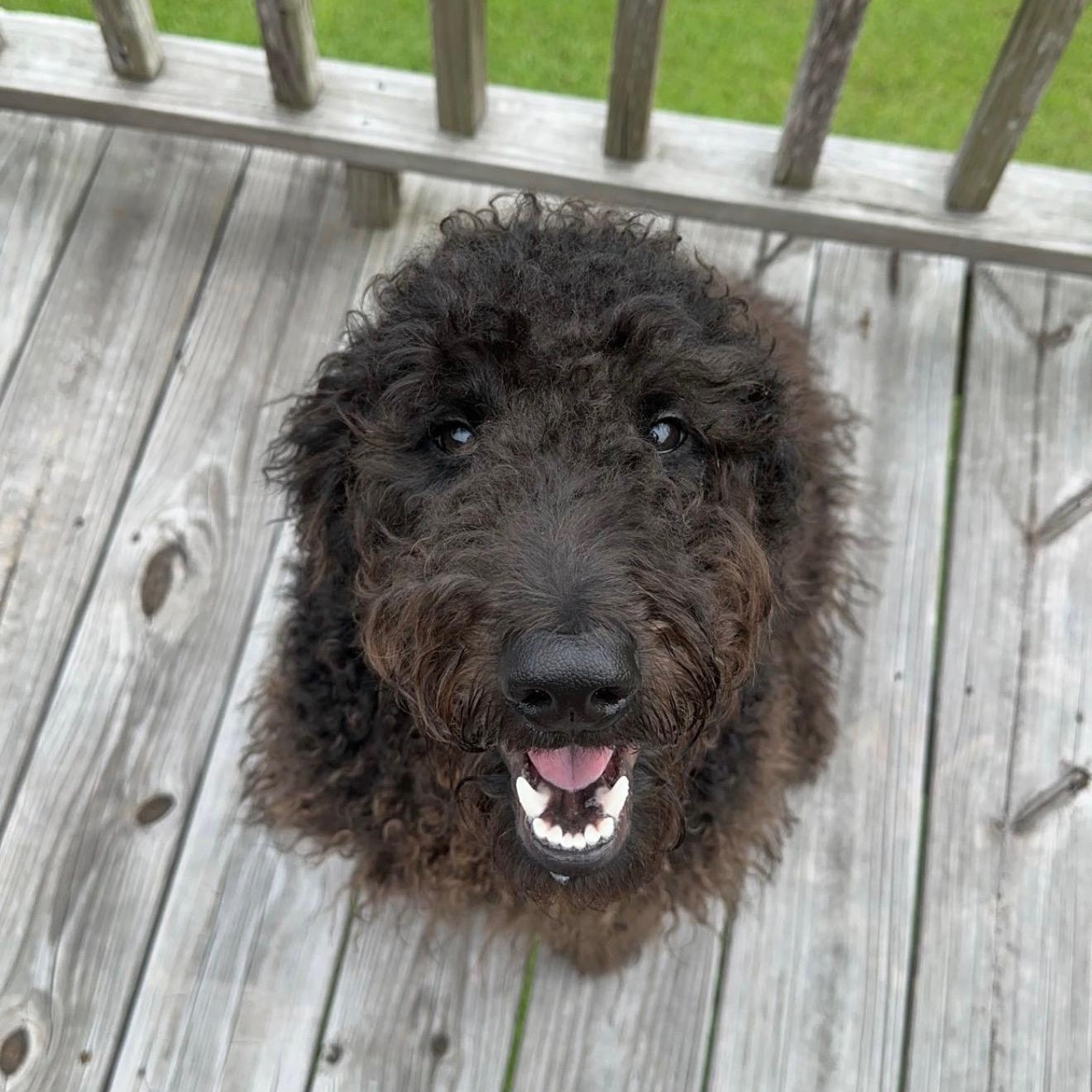 KYRO-FLORIDA, Adoptable, Adult Male Labradoodle.