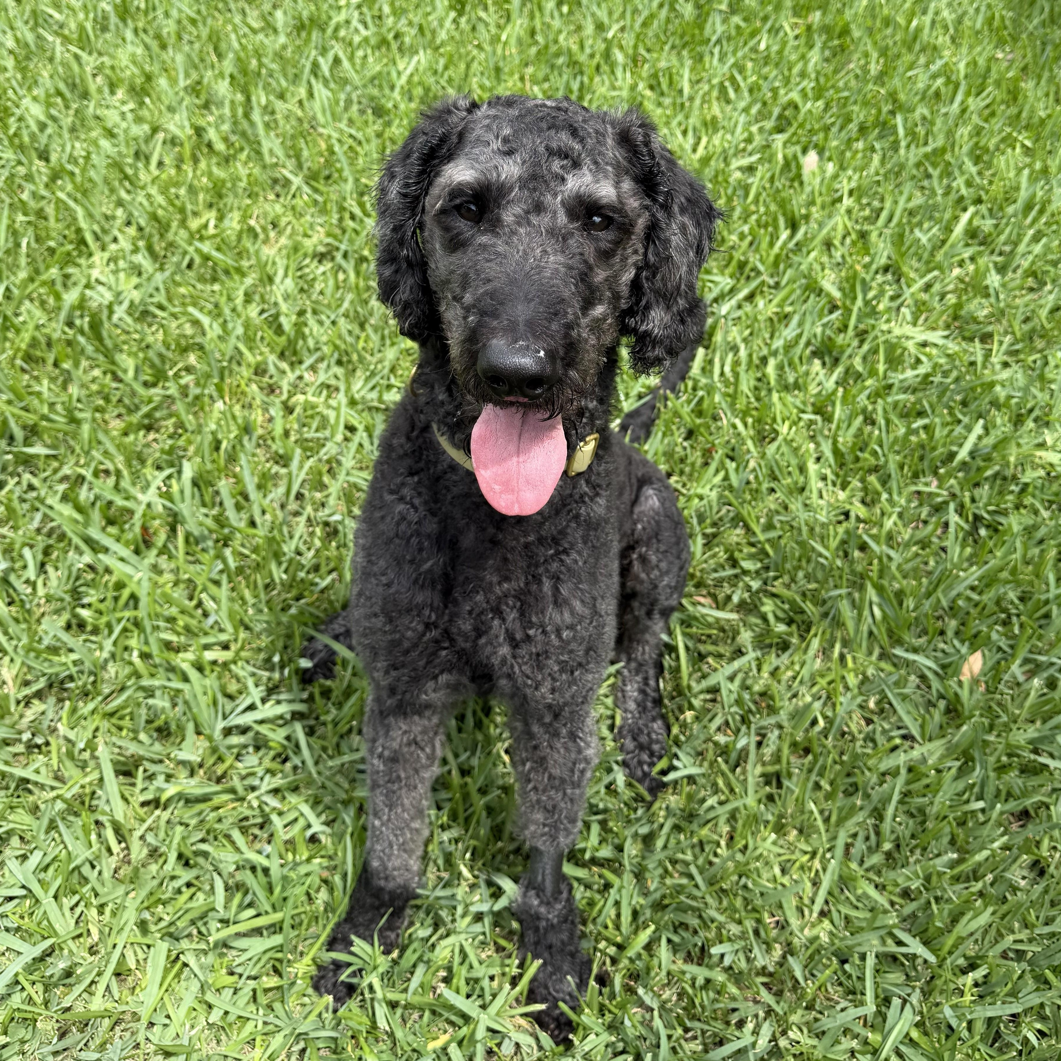 KYRO-FLORIDA, Adoptable, Adult Male Labradoodle.