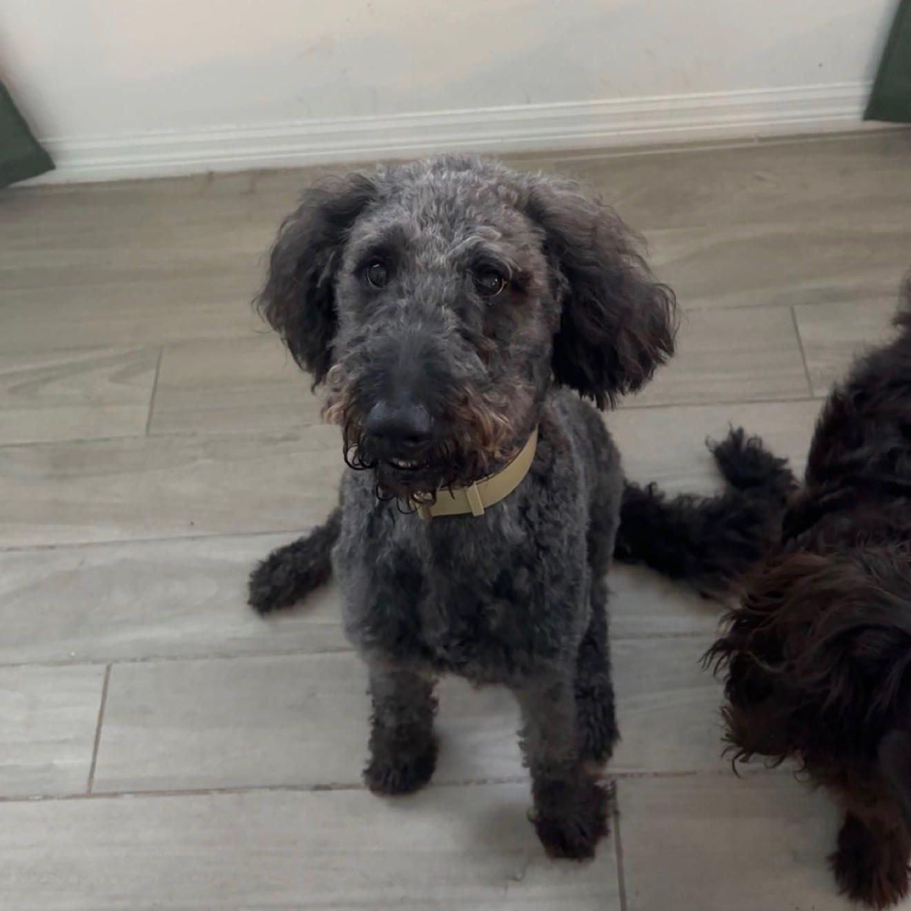 Enlarge KYRO-FLORIDA, a Adoptable Labradoodle in Hobe Sound, FL image 5/6