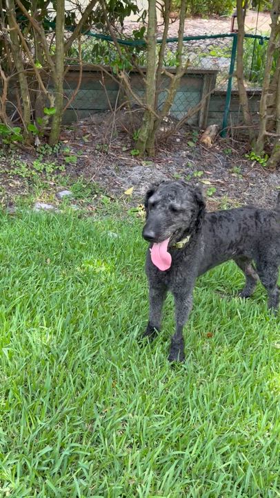Enlarge KYRO-FLORIDA, a Adoptable Labradoodle in Hobe Sound, FL video 2/6