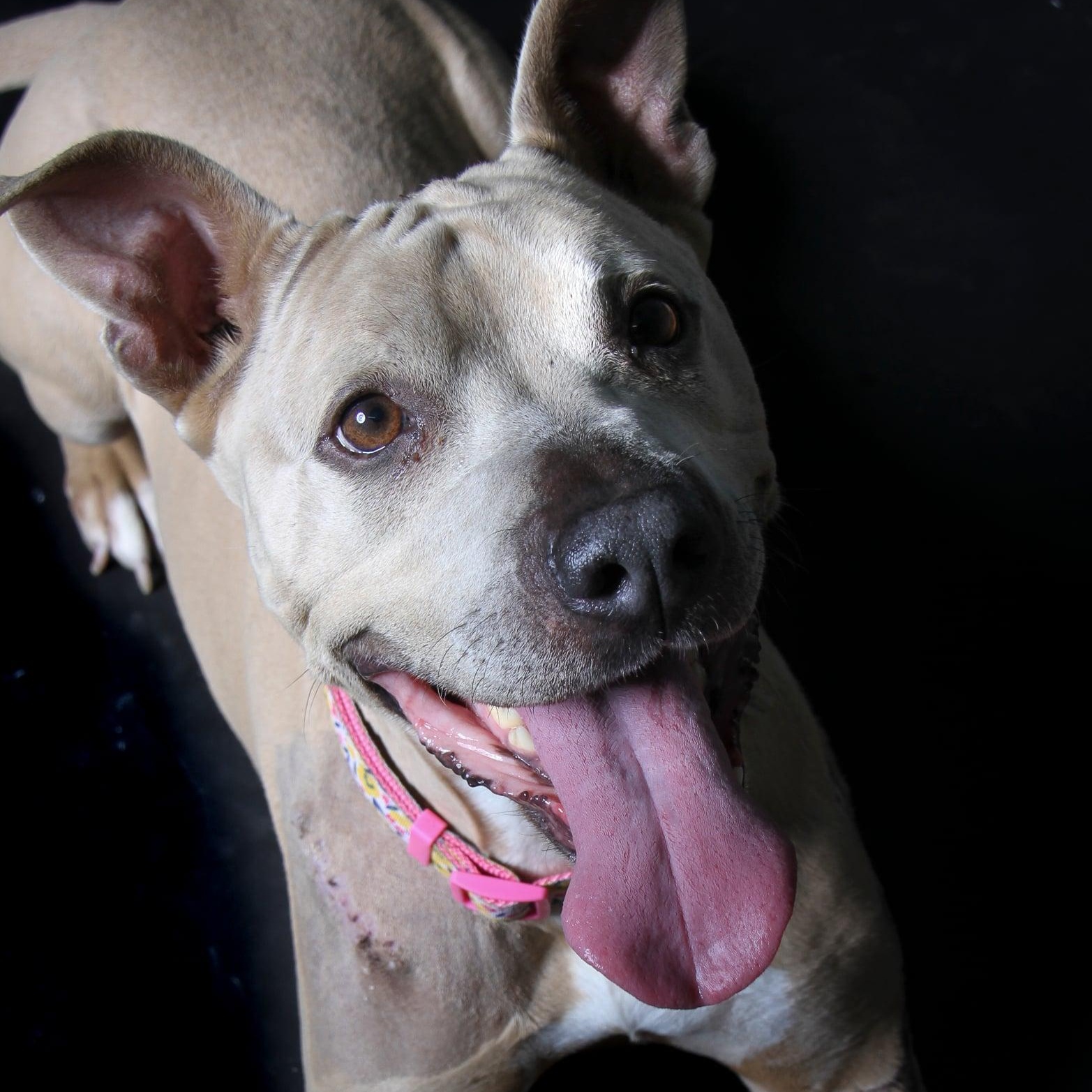 Enlarge Vicky, a Adoptable mixed breed in HARRISBURG , PA image 3/4
