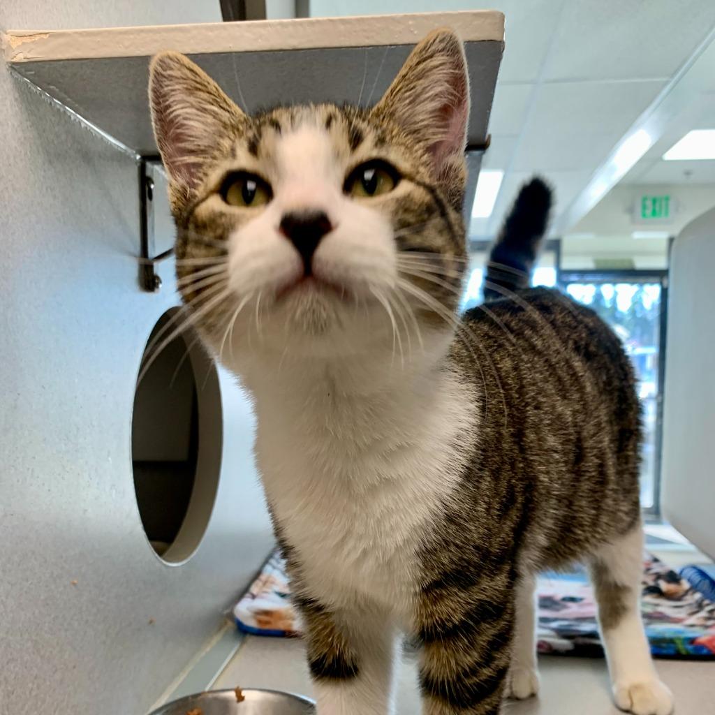 Makana (and Star), Adoptable, Kitten Male Domestic Short Hair.