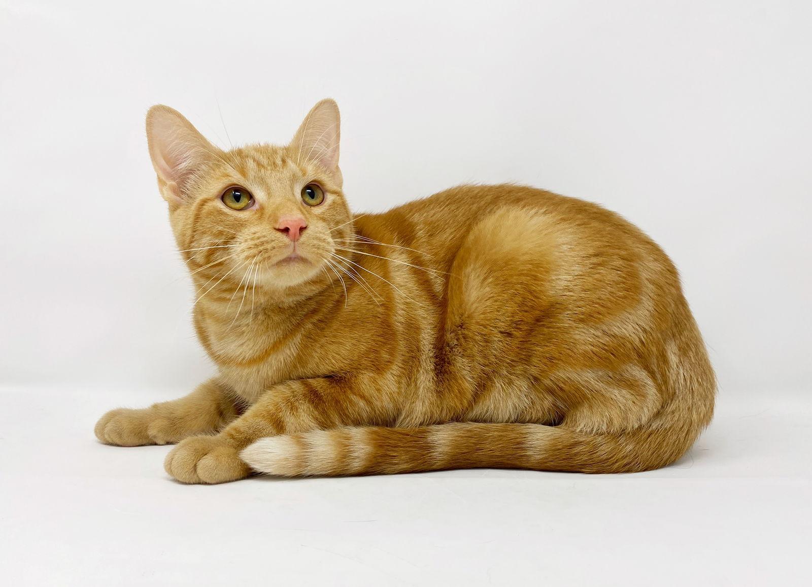 Enlarge Ct Litter Ferguson, a Adoptable Domestic Short Hair in Williamston, MI image 1/3