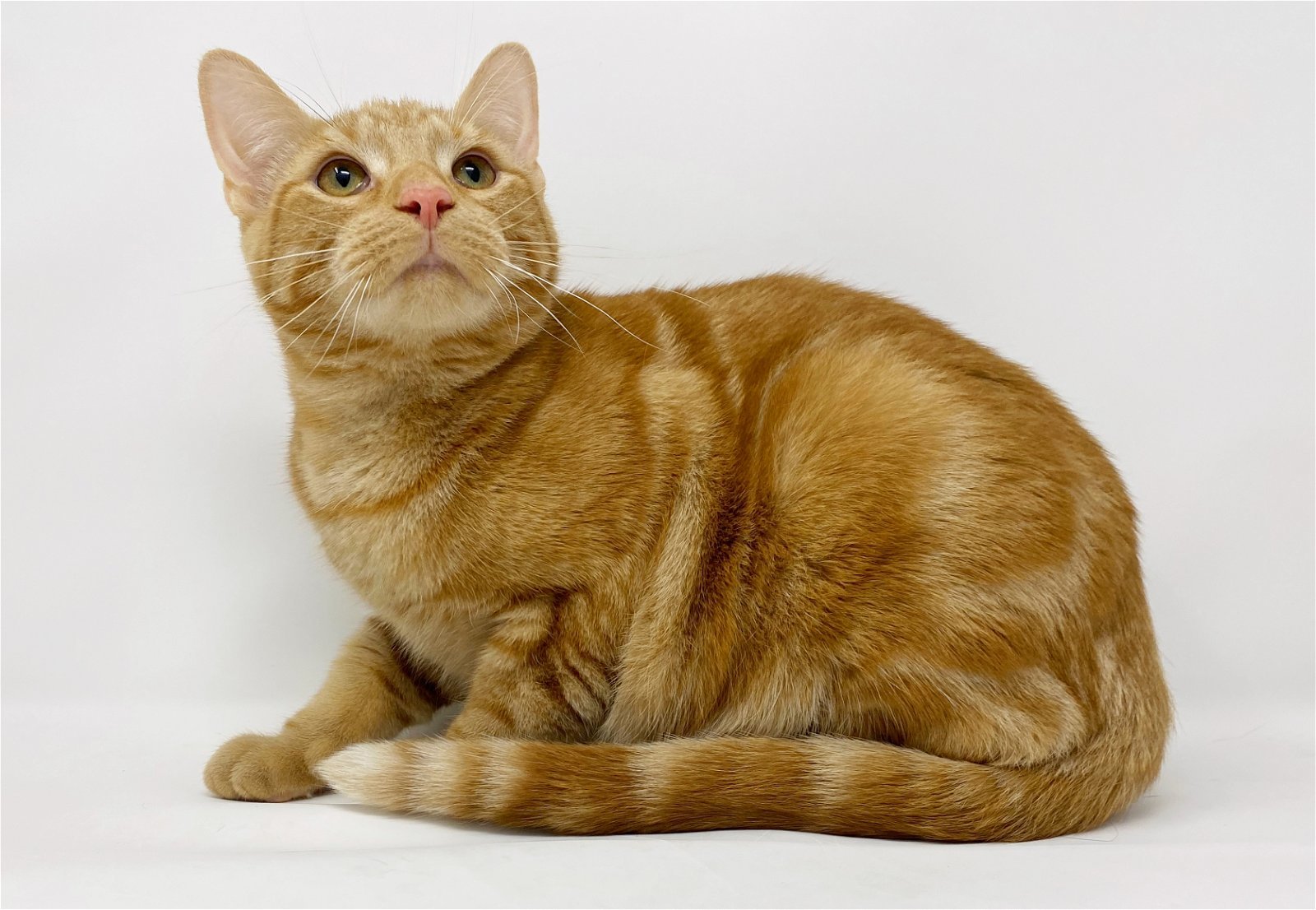 Ct Litter Ferguson, a Adoptable Domestic Short Hair in Williamston, MI image 2/7