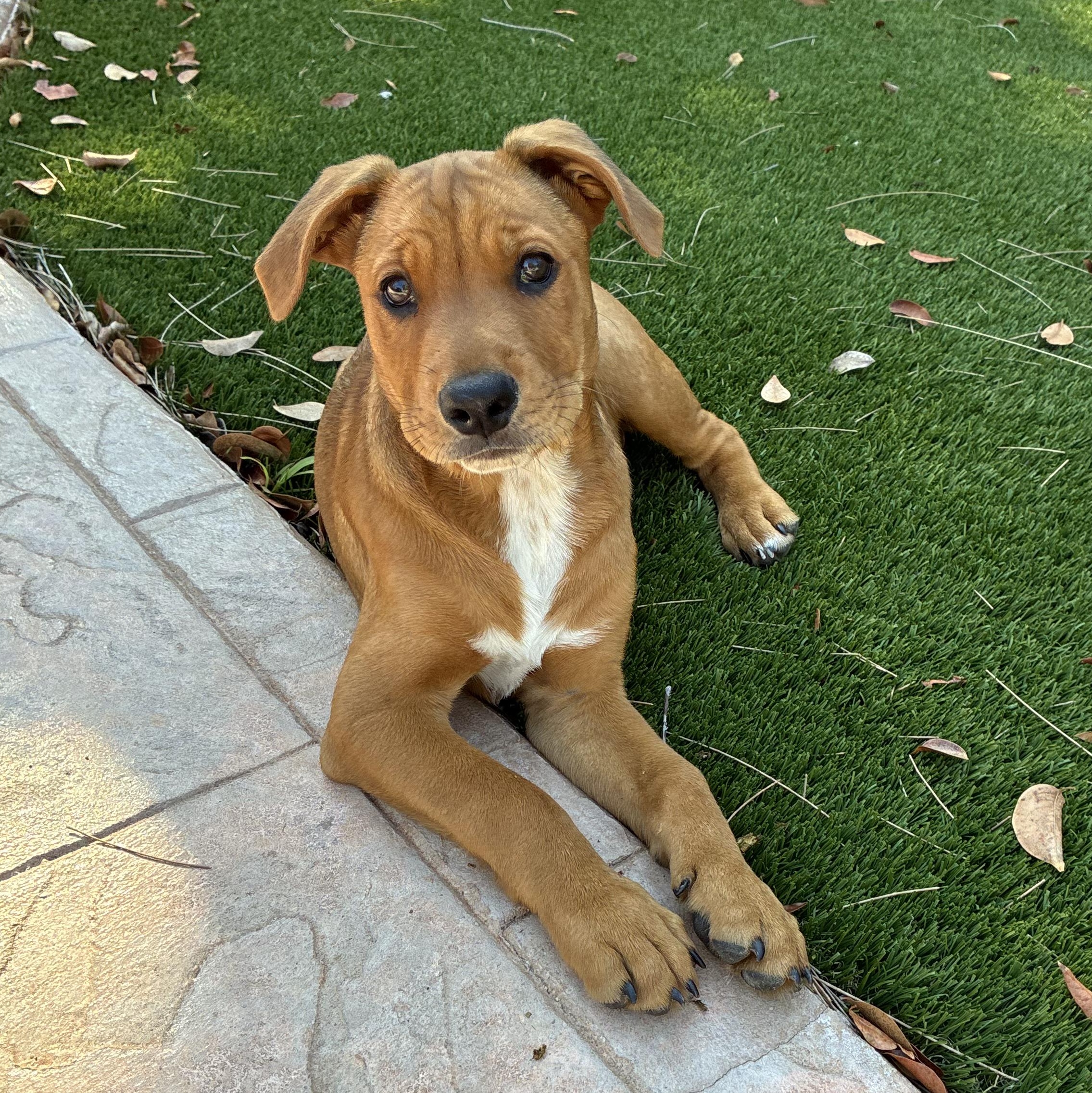 Enlarge Henry, a ADOPTABLE Mixed Breed in Key Largo, FL image 4/6