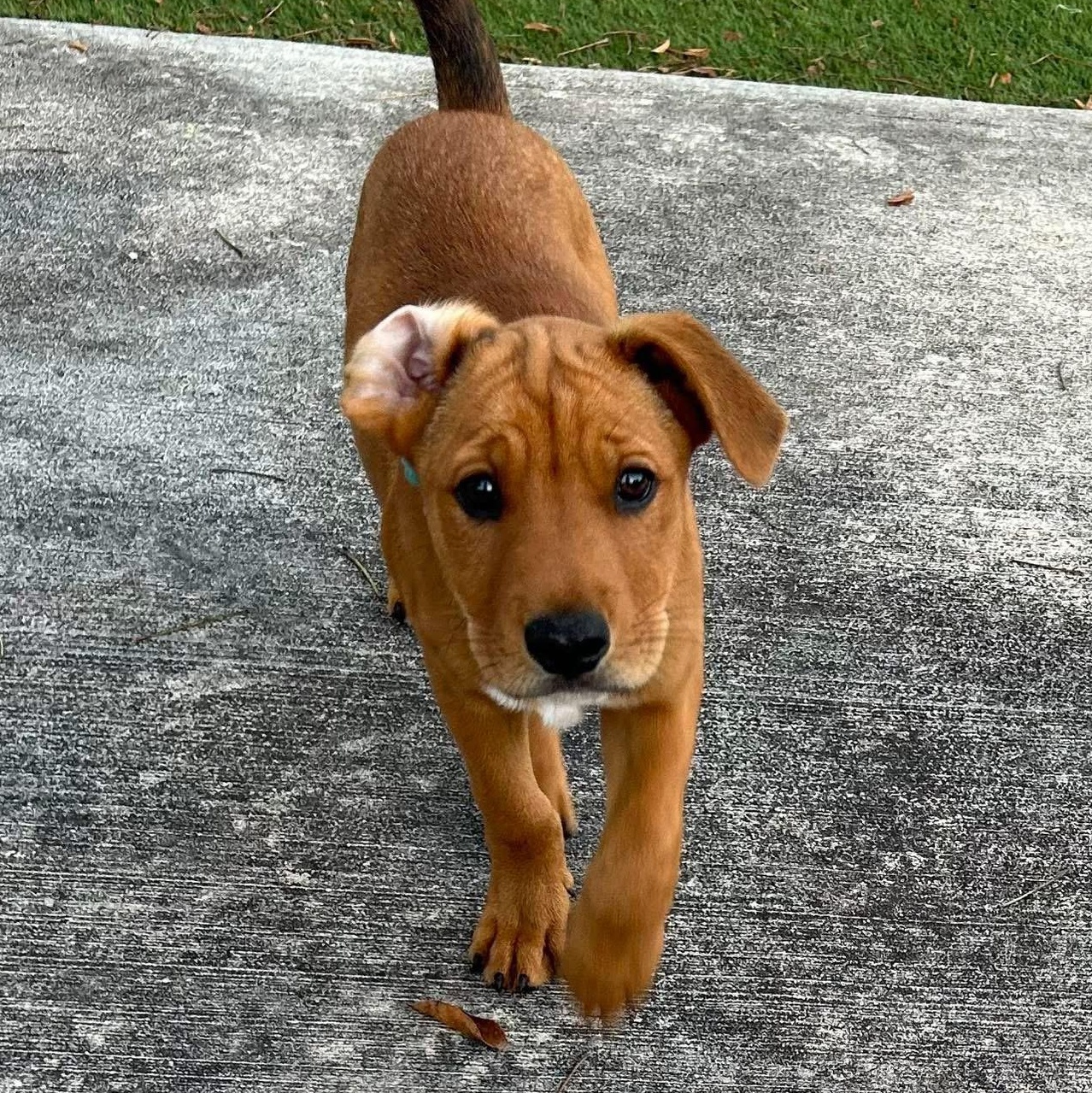 Enlarge Henry, a ADOPTABLE Mixed Breed in Key Largo, FL image 3/6