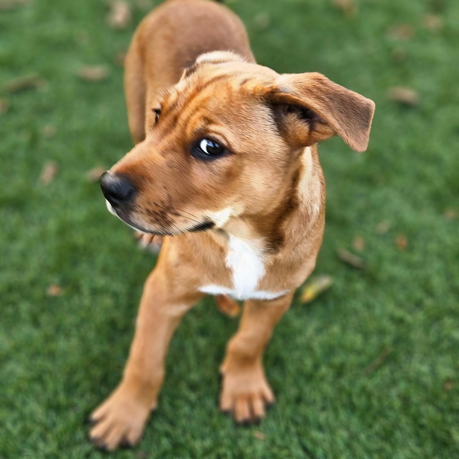 Enlarge Henry, a ADOPTABLE Mixed Breed in Key Largo, FL image 2/6