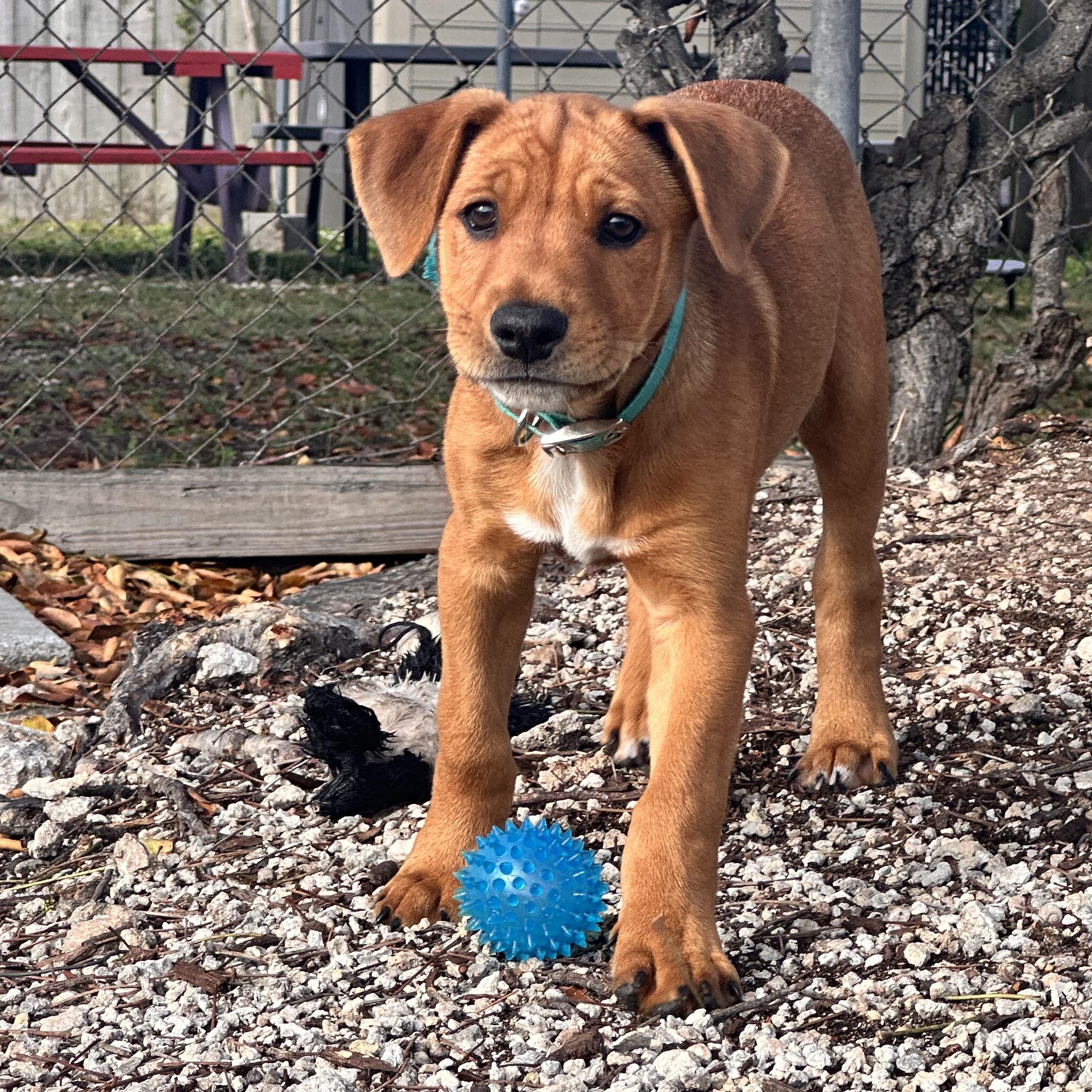 Enlarge Henry, a ADOPTABLE Mixed Breed in Key Largo, FL image 1/6