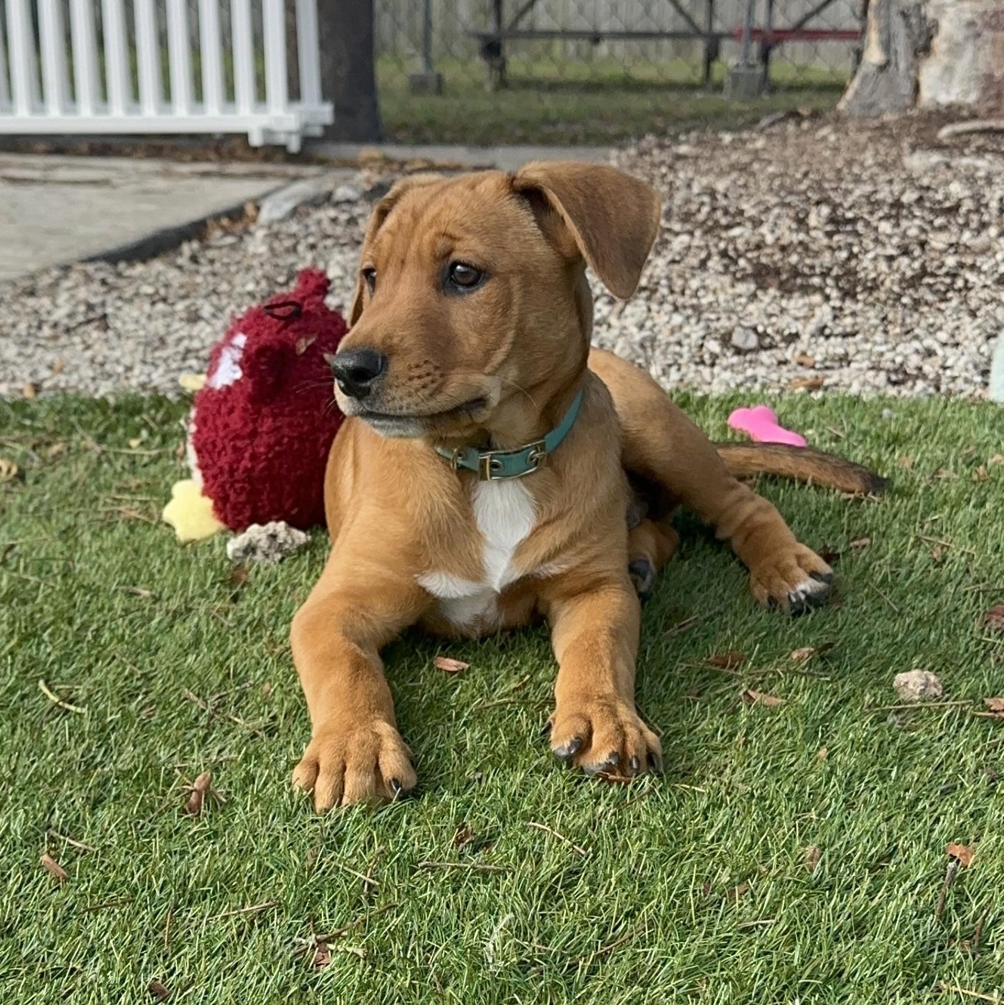 Enlarge Henry, a ADOPTABLE Mixed Breed in Key Largo, FL image 6/6