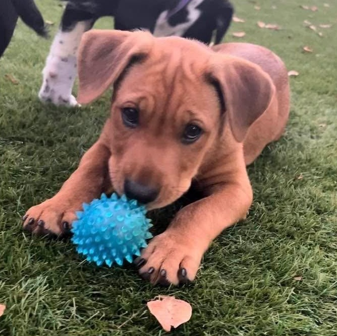 Enlarge Henry, a ADOPTABLE Mixed Breed in Key Largo, FL image 5/6