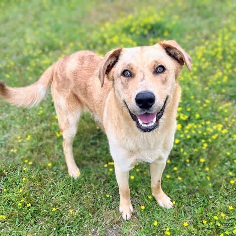 Churro II 26-025, Adoptable, Young Male Golden Retriever & Australian Shepherd.