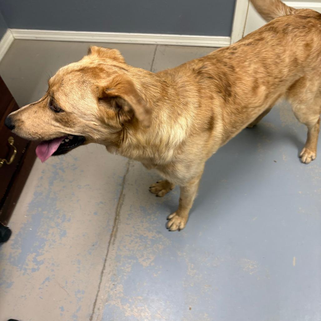 Enlarge Churro II 26-025, a Adoptable mixed breed in Little Rock, AR image 2/3