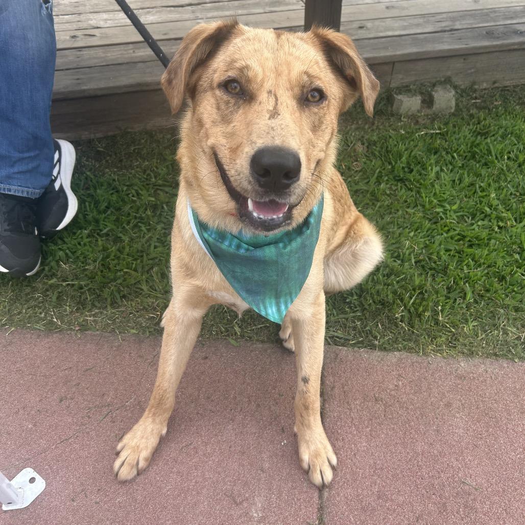 Churro II 26-025, a Adoptable mixed breed in Little Rock, AR image 3/6
