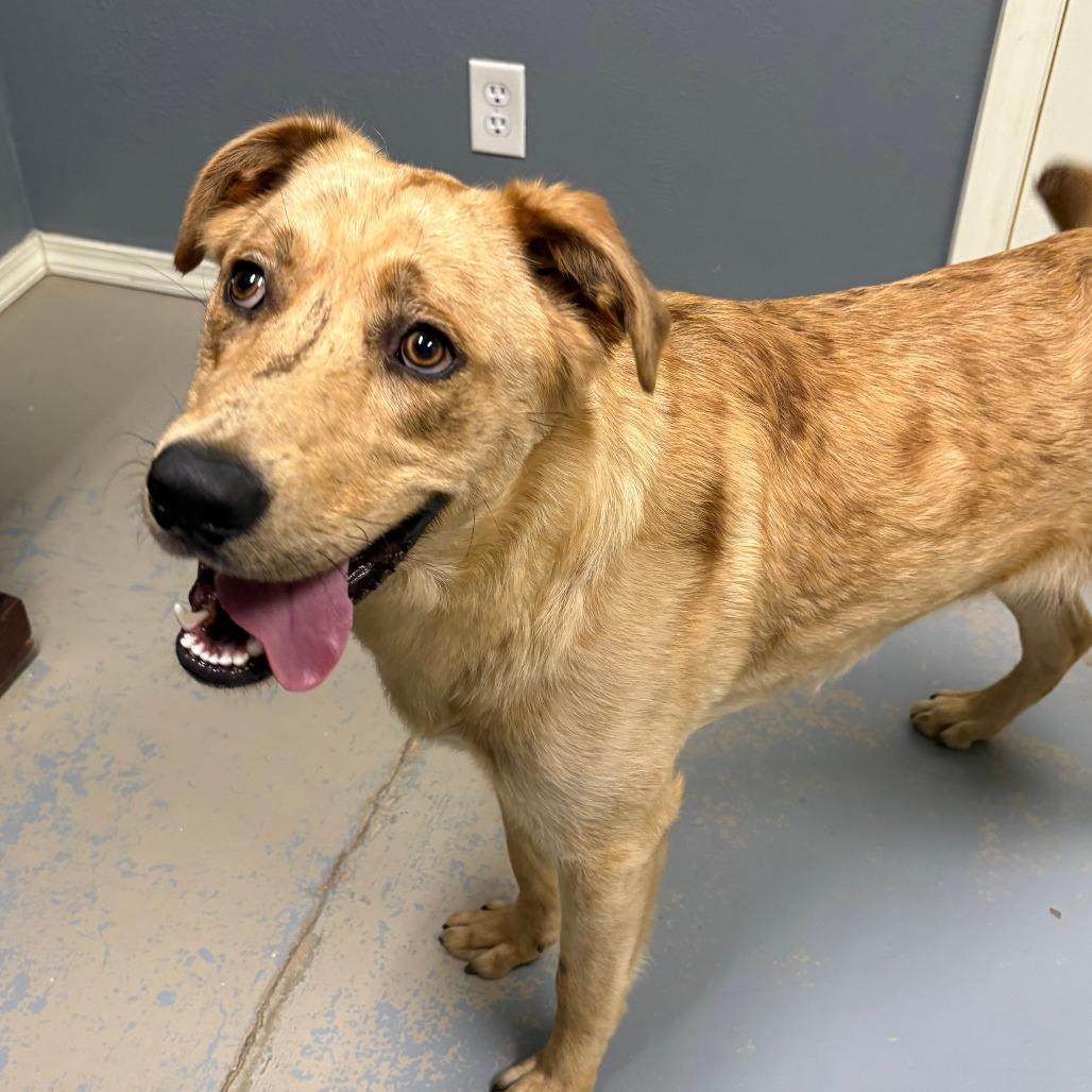 Enlarge Churro II 26-025, a Adoptable mixed breed in Little Rock, AR image 3/3