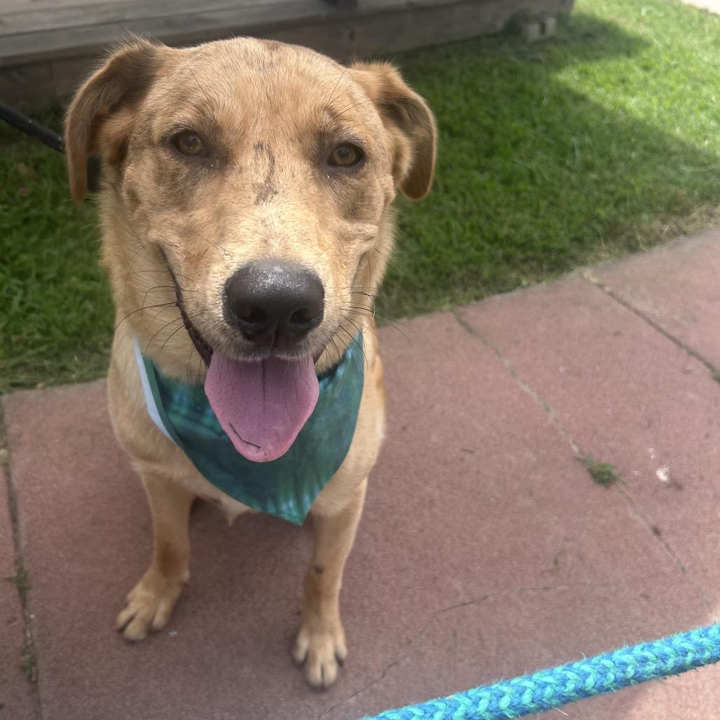 Churro II 26-025, a Adoptable mixed breed in Little Rock, AR image 5/6