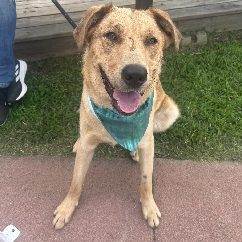 Churro II 26-025, a Adoptable mixed breed in Little Rock, AR image 6/6