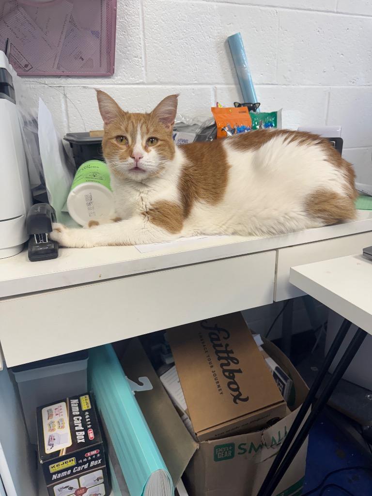 Enlarge Kevin (Thor), a Adoptable mixed breed in Johnson City, TN image 1/6