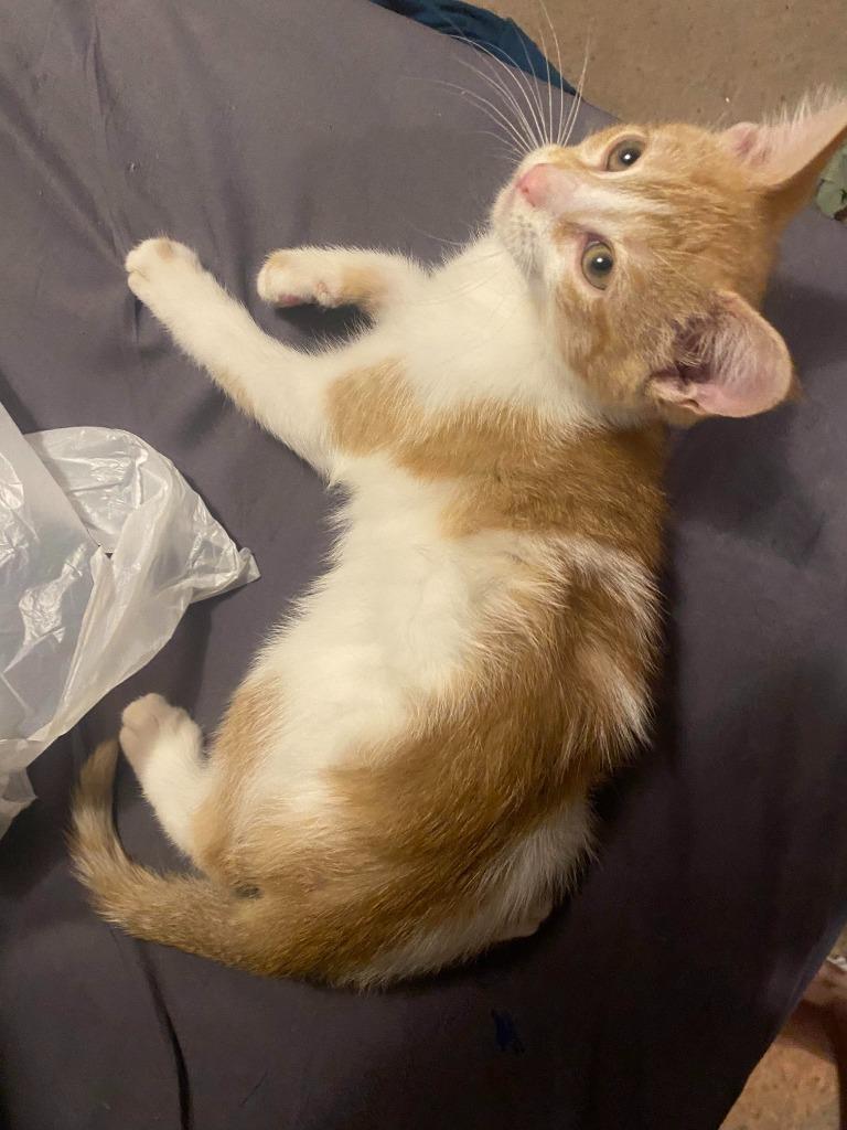 Enlarge Kevin (Thor), a Adoptable mixed breed in Johnson City, TN image 2/6