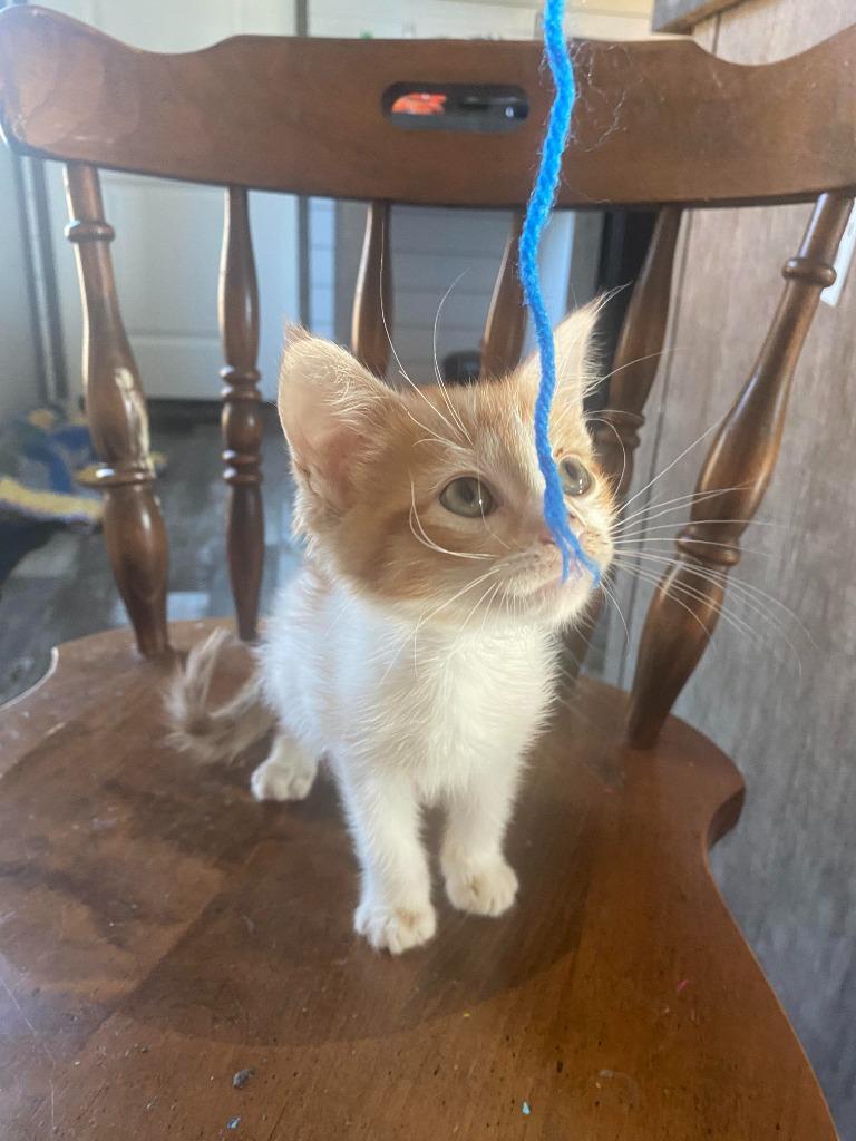 Enlarge Kevin (Thor), a Adoptable mixed breed in Johnson City, TN image 3/6